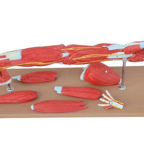 MUSCLES OF HUMAN ARM MODEL