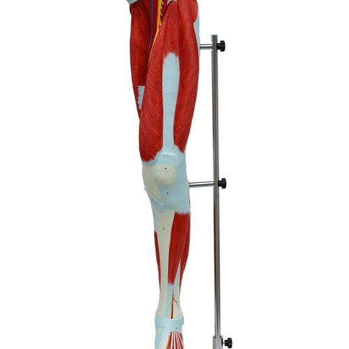 MUSCLES OF HUMAN LEG MODEL