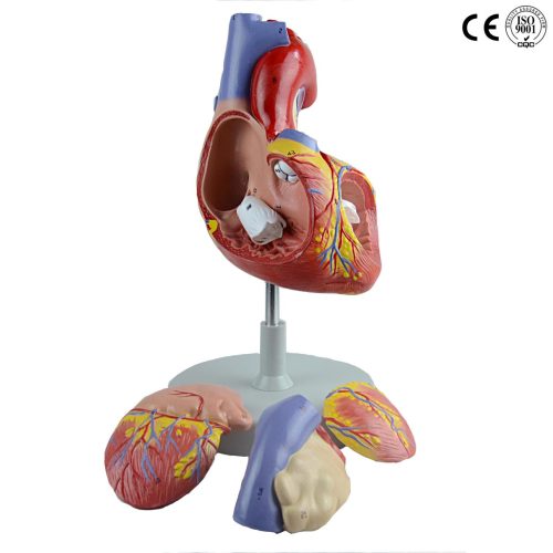 HEART MODEL,2 TIMES ENLARGED