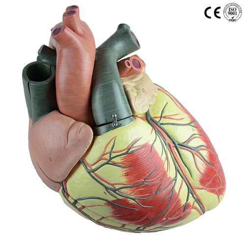 HEART MODEL GIANT 3 TIMES ENLARGED