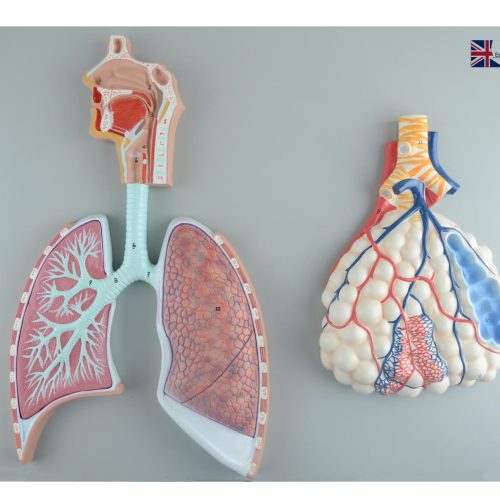 RESPIRATORY SYSTEM MODEL WITH PULMONARY ALVEOLI RELIEF