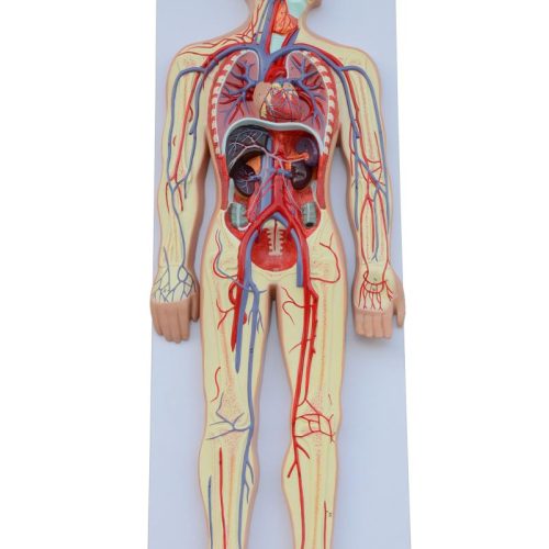 HUMAN CIRCULATORY SYSTEM MODEL - 2 PARTS