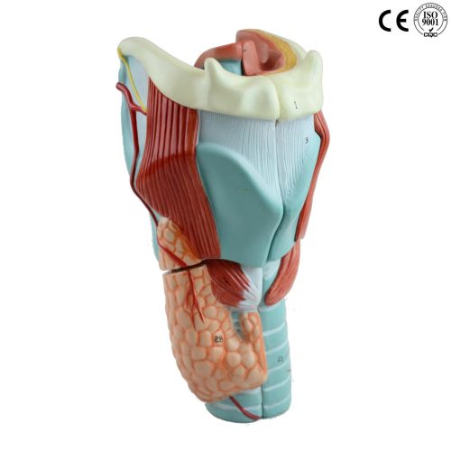 LARYNX MODEL,2 TIMES ENLARGED