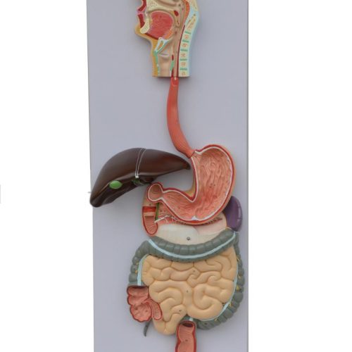 HUMAN DIGESTIVE SYSTEM MODEL