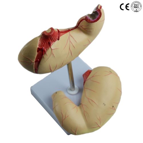 STOMACH MODEL,LIFE SIZE