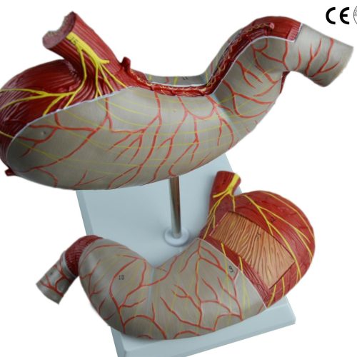 STOMACH MODEL,2 TIMES ENLARGED
