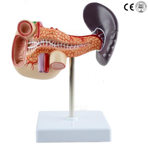 PANCREAS ,DUODENUM AND SPLEEN MODEL