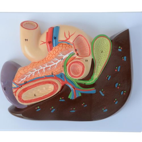 LIVER WITH GALL BLADDER AND DUODENUM