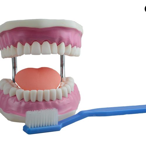 DENTAL CARE MODEL (ORAL HYGIEN)