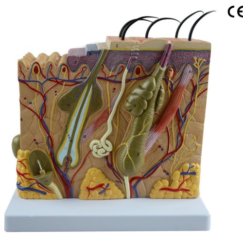 SKIN MODEL,70 TIMES ENLARGED