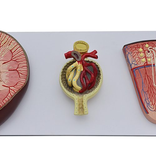 KIDNEY,NEPHRON AND GLOMERULUS MODEL