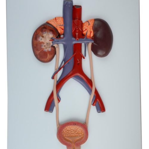 URINARY SYSTEM RELIEF MODEL