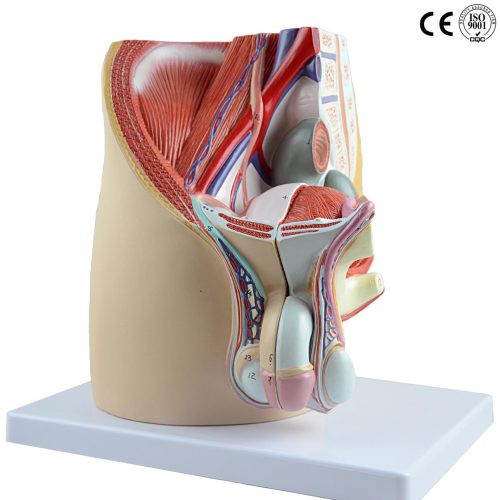 MALE PELVIS MODEL ,LIFE SIZE