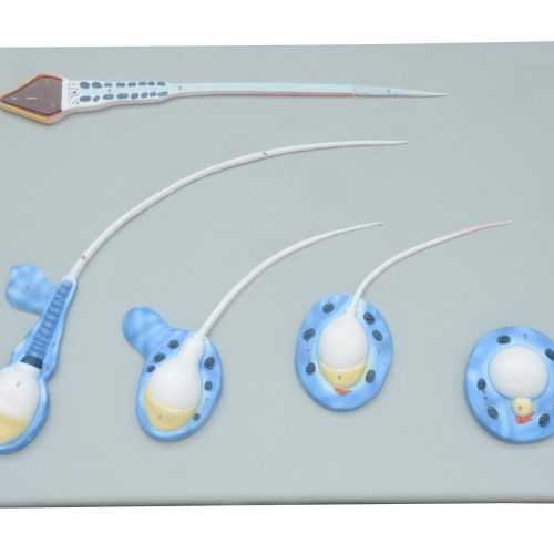 SPERMIOGENESIS MODEL,10000 TIMES ENLARGED