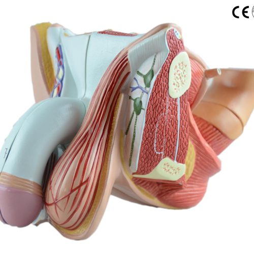MALE GENTAL ORGAN MODEL,LIFE SIZE