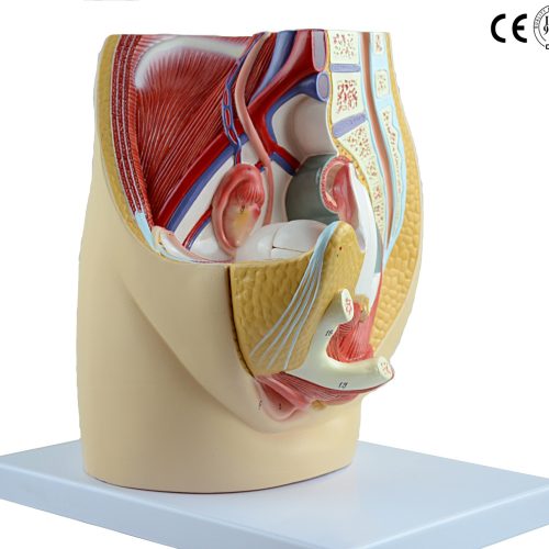 FEMALE PELVIS,LIFE SIZE