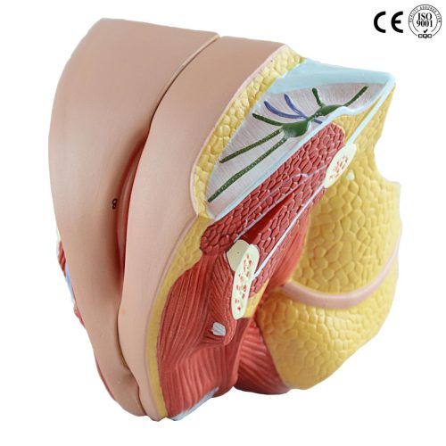 FEMALE GENITAL ORGAN MODEL ,4 PARTS