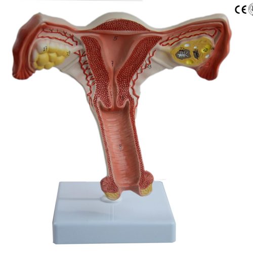 FEMALE INTERNAL GENITAL ORGAN MODEL
