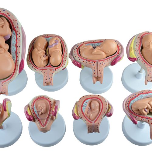 FETUS DEVELOPMENT MODEL,LIFE SIZE