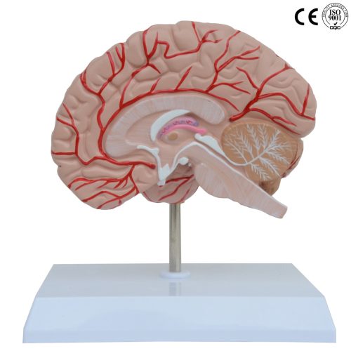 RIGHT BRAIN MODEL