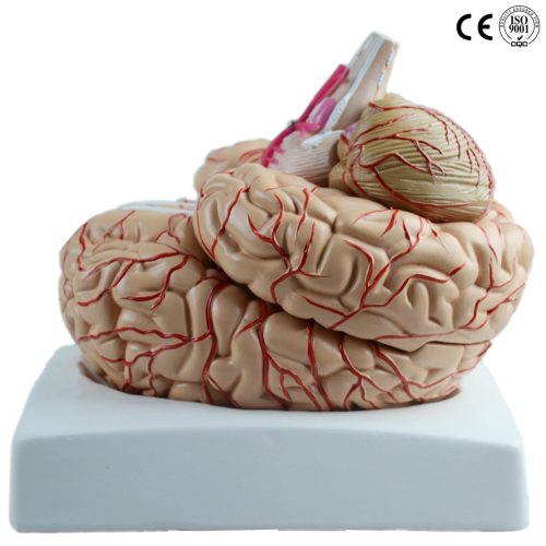 BRAIN MODEL WITH ARTERY ,LIFE SIZE