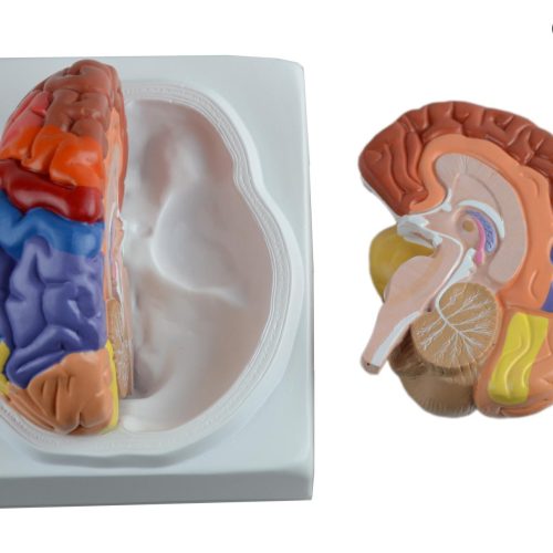 BRAIN MODEL WITH FUNCTIONAL REGION PAINTED