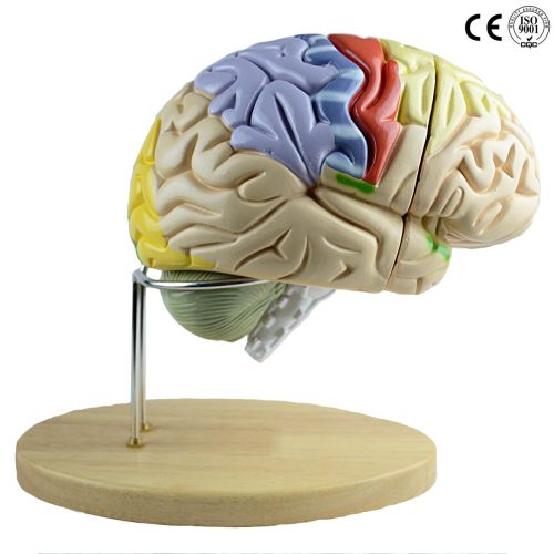 DELUXE BRAIN MODEL,1.5 TIMES ENLARGED