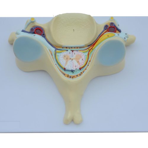 5th CERVICAL VERTEBRA MODEL ,7 TIMES ENLARGED