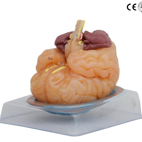 BRAIN MODEL,9 PARTS,LIFE SIZE