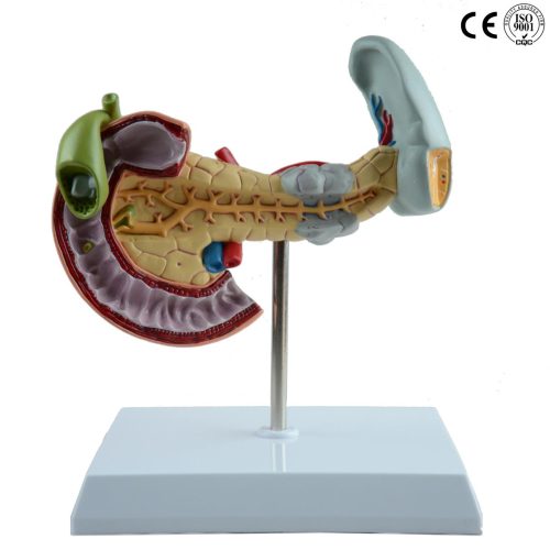 PANCREAS , GALLBLADDER , SPLEEN MODEL