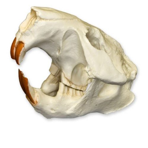 AMERICAN BEAVER SKULL