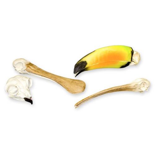 ANIMAL ADAPTATION SKULL KIT - BIRDS