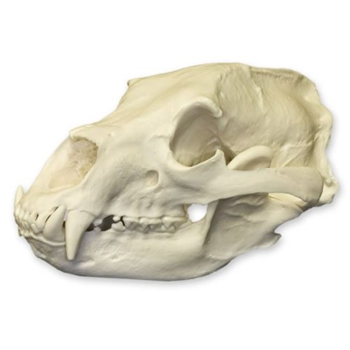 AMERICAN BLACK BEAR SKULL