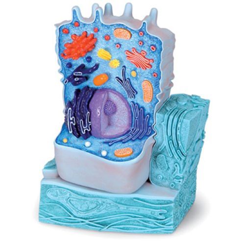 ANIMAL CELL MODEL
