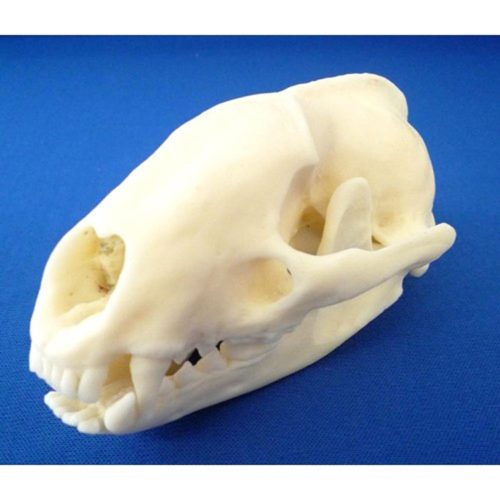BADGER SKULL MODEL