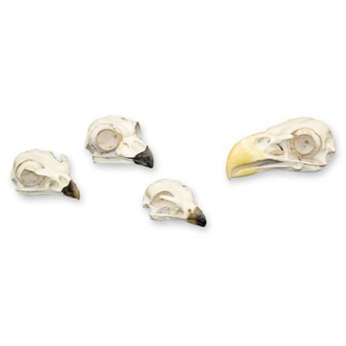 BIRD OF PREY SKULL KIT