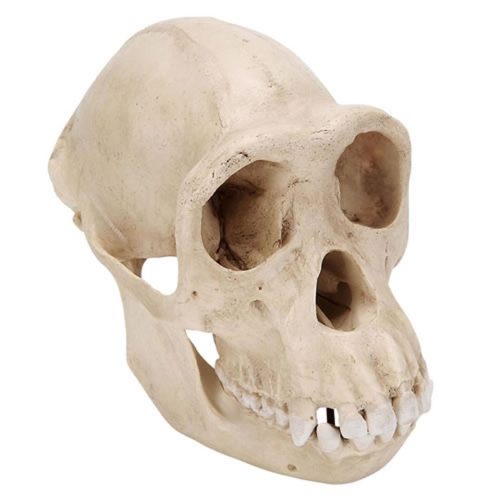 CHIMPANZEE SKULL MODEL, PLASTIC