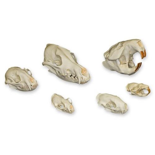 DIETARY SKULL SET