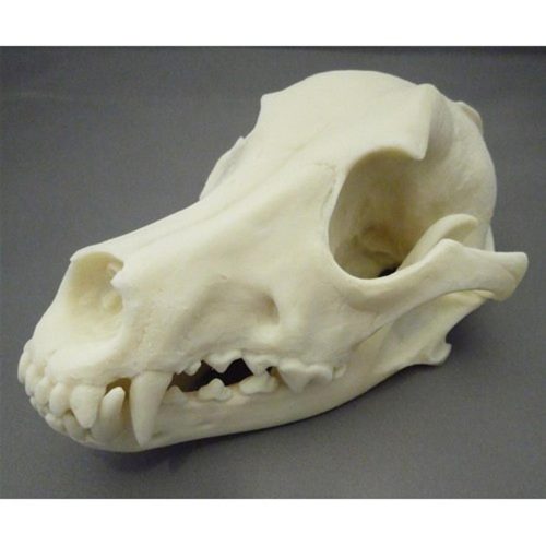 DOG SKULL MODEL , PLASTIC