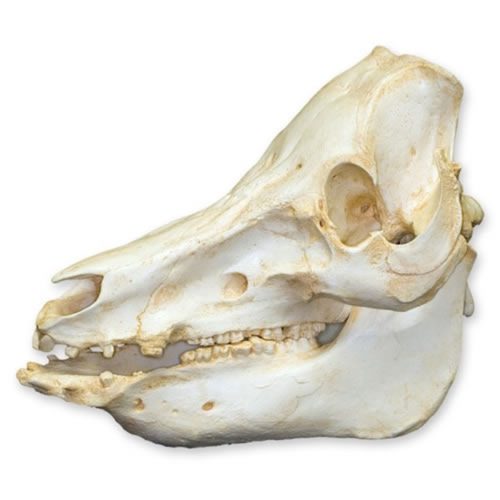 DOMESTIC PIG SKULL MODEL