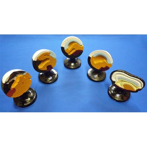 FROG EMBRYOLOGY SET