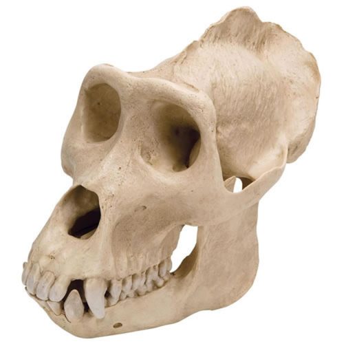 GORILLA SKULL, PLASTIC