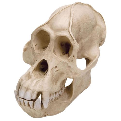 ORANG UTAN SKULL , PLASTIC
