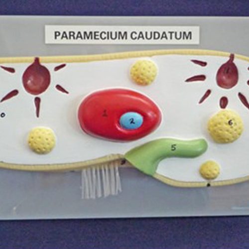 PARAMECIUM MODEL