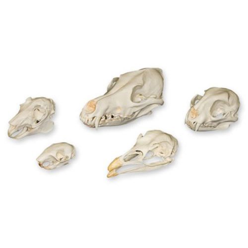 PREDATOR & PREY SKULL SET