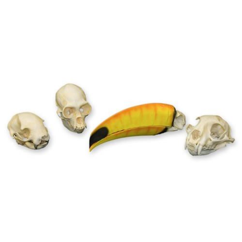 RAINFOREST SKULL KIT