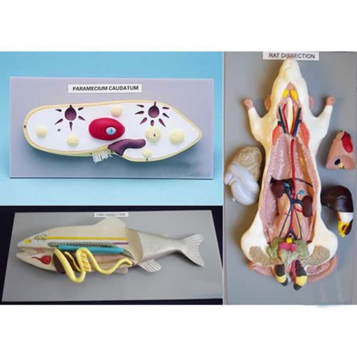 RAT MODEL / FISH MODEL / PARAMECIUM MODEL - SET OF 3