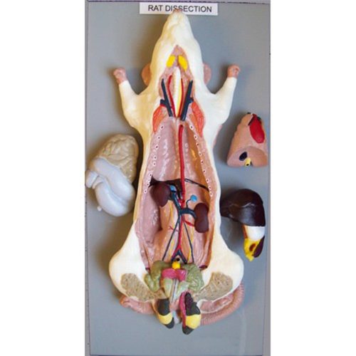 RAT MODEL GENERAL DISSECTION