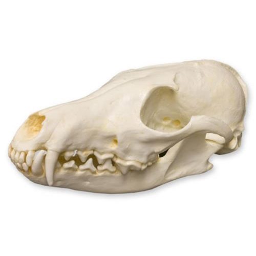 RED FOX SKULL MODEL