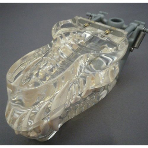 TRANSPARENT CANNINE JAW, LIFE-SIZE
